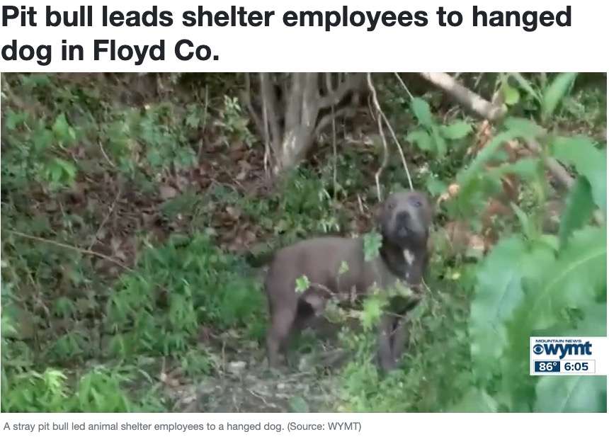 動物保護施設のスタッフに向かって吠えながら、息絶えた相棒犬のもとへ誘導するルドウィック（『WYMT　「Pit bull leads shelter employees to hanged dog in Floyd Co.」』より）