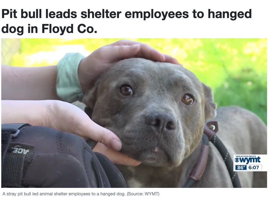 米ケンタッキー州の動物保護施設が保護したピットブルの“ルドウィック”。スタッフに何かを訴えるかのように吠えていたという（『WYMT　「Pit bull leads shelter employees to hanged dog in Floyd Co.」』より）