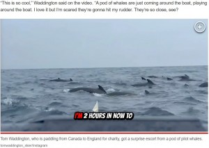 トムさんの周囲に現れたゴンドウクジラの群れ。ゴンドウクジラたちと数時間一緒に海を進むという貴重な体験をした（『New York Post　「Whales surround man paddling solo across Atlantic in nerve-wracking scene: ‘They’re so close’」（tomwaddington_skier/Instagram）』より）