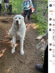 【海外発！Breaking News】山中で一歩も動けなくなった70キロ超の犬、数人掛かりで担架で下山（米）