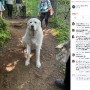 【海外発！Breaking News】山中で一歩も動けなくなった70キロ超の犬、数人掛かりで担架で下山（米）
