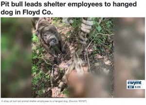 動物保護施設のスタッフはショックを受け、「こんな光景を目にするとは思いませんでした」と明かしている（『WYMT　「Pit bull leads shelter employees to hanged dog in Floyd Co.」』より）