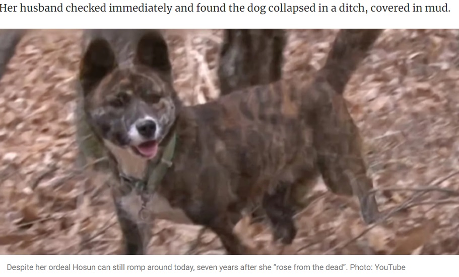 2つの奇跡を起こしたホスン。死の淵から生き返り、今では普通の犬と同じように生活し、歩くことも走ることもできる（『South China Morning Post　「Meet South Korea’s ‘miracle’ dog that rose from grave after being hit by a truck」（Photo: YouTube）』より）