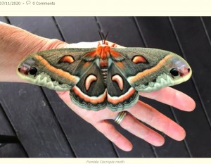セクロピアサンの先端近くにある眼状紋（目玉模様）は「ヘビを模している」と言われ、天敵に恐怖感を与えることで捕食を逃れる効果があるという（『Commonweeder　「Cecropia Moth - Largest Native Moth in North America」』より）