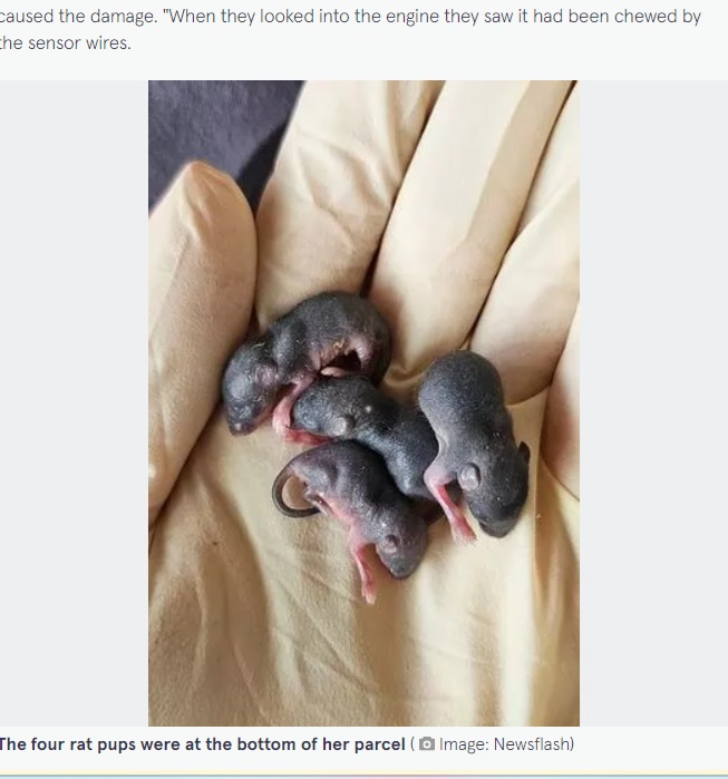 ミラさんは、たくさんの足を持った“カビ”が動き出し仰天。箱の中は「ネズミの産科病棟」になっていた（『The Mirror　「Shocked online shopper opens special delivery package to find nest of newborn rat babies」（Image: Newsflash）』より）