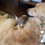 【海外発！Breaking News】栄養失調の捨て犬、ゴールデン・レトリバーのフワフワな被毛に包まれ「幸せを感じているよう」（米）＜動画あり＞