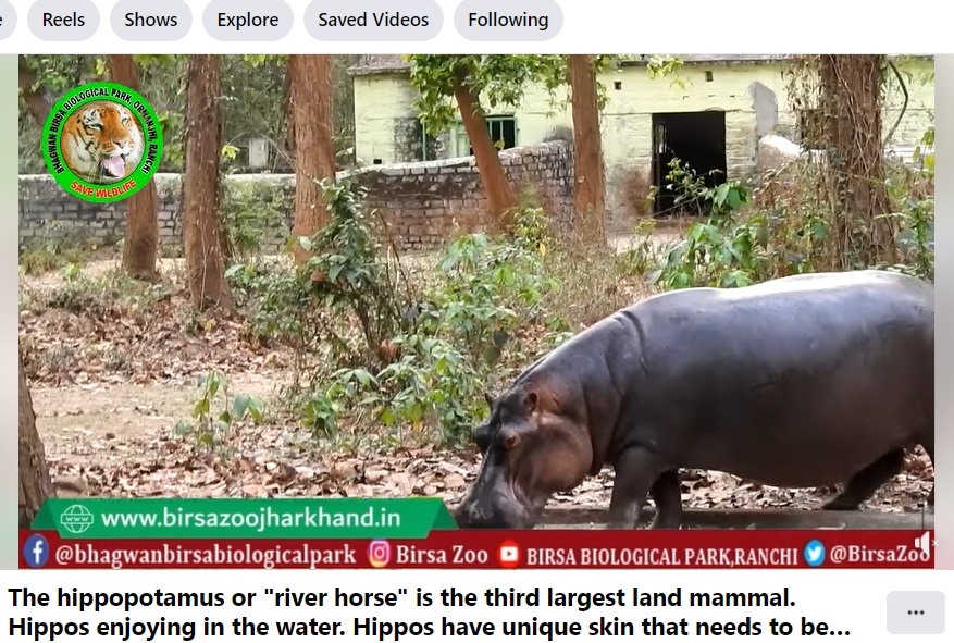 インド北東部ジャールカンド州ランチの動物園「バグワン・ビルサ生物学公園」のカバ。今月25日、飼育員が母カバに襲われ、28日に死亡した（『Birsa Biological Park, Ranchi　Facebook「The hippopotamus or “river horse” is the third largest land mammal.」』より）