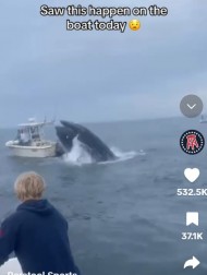 【海外発！Breaking News】魚の群れを追うザトウクジラ、口を開けたまま船尾に激突　船転覆で2人が海へ（米）＜動画あり＞