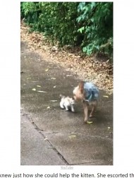 【海外発！Breaking News】「ママ、この子飼ってもいい？」庭から抜け出した犬、子猫を連れて帰る（米）＜動画あり＞