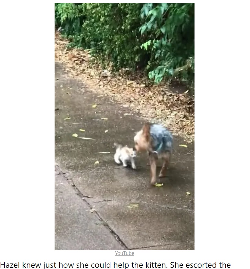 庭から抜け出した犬、ひとりぼっちだった子猫を連れて帰ってきた（『My Positive Outlooks　「Tiny dog out for potty break finds abandoned kitten on the street and leads it home to take shelter」（YouTube）』より）