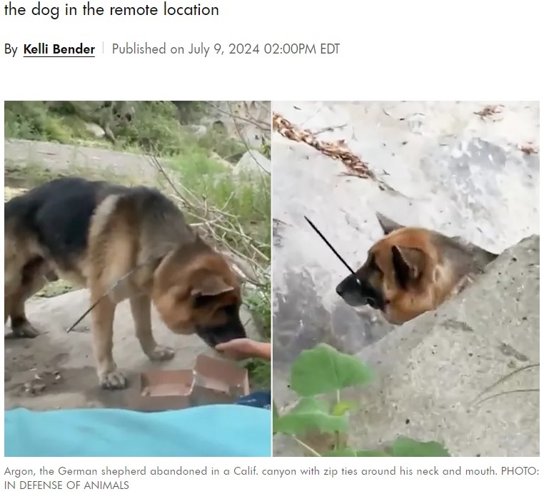 発見時、首と口を結束バンドで縛られていたジャーマンシェパードの“アーゴン”（『People.com　「Hikers Find German Shepherd Dog with His Mouth ‘Cruelly Zip Tied Shut’ Abandoned in Calif. Canyon」（IN DEFENSE OF ANIMALS）』より）