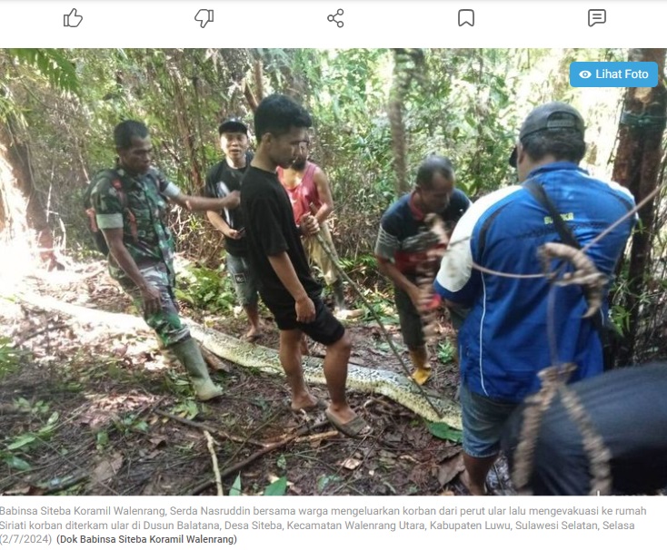 インドネシア南スラウェシ州で2日朝、1人で森に入った30歳女性が6メートル超のニシキヘビに丸呑みにされた。ヘビは夫によって発見され、遺体が取り出された（『Kompas.com　「Wanita di Luwu Tewas Ditelan Ular Piton 6 Meter Saat Hendak Beli Obat Anak」』より）