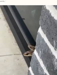 【海外発！Breaking News】外壁から顔を出す2匹のヘビを発見した男性、その正体を知って驚愕（米）＜動画あり＞