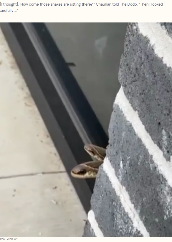 米アーカンソー州の店の外壁から顔を出す2匹のヘビ。男性が近づいてみたところ、全くの別物であることが分かったという（『The Dodo　「Sneaky ‘Snakes’ Peeking Around Corner Aren’t What They Appear To Be」（VIKASH CHAUHAN）』より）
