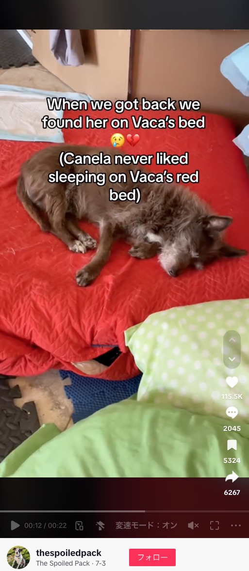 生前にヴァカが使っていたベッドで眠るようになったカネラ（『The Spoiled Pack　TikTok「Dogs grieve too」』より）