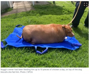 飼い主に必要以上の餌を与えられ、体重53.7キロの肥満体になってしまったナギ（『NZ Herald　「Auckland woman jailed after morbidly obese dog Nuggi dies: SPCA says pooch couldn’t walk 10 metres」（Photo / SPCA）』より）