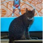 【海外発！Breaking News】パリ五輪をテレビで見ていた猫、絶妙なタイミングで体操選手を救う!?（豪）＜動画あり＞