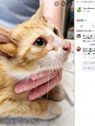 【海外発！Breaking News】4つの耳を持つ子猫　保護した動物保護団体「幸運が舞い込んできたよう」（米）＜動画あり＞