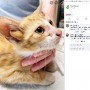 【海外発！Breaking News】4つの耳を持つ子猫　保護した動物保護団体「幸運が舞い込んできたよう」（米）＜動画あり＞
