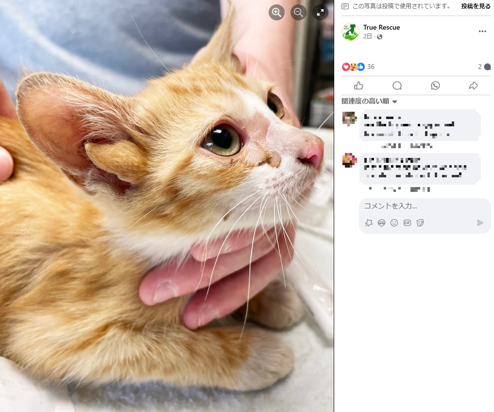 きょうだい3匹と一緒に箱に入れられ捨てられていた子猫。生まれつき4つの耳を持つユニークな猫だった（『True Rescue　Facebook「EXTREMELY RARE so lend me your ears （snicker）!」』より）