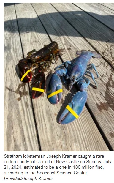 通常の赤茶色をした個体と並ぶと、その鮮やかで美しい色が際立つコットン・キャンディ・ロブスター。発現の確率は1億分の1とのこと（『Popular Science　「One in 100 million cotton candy lobster caught in New Hampshire」（Seacoast Science Center）』より）