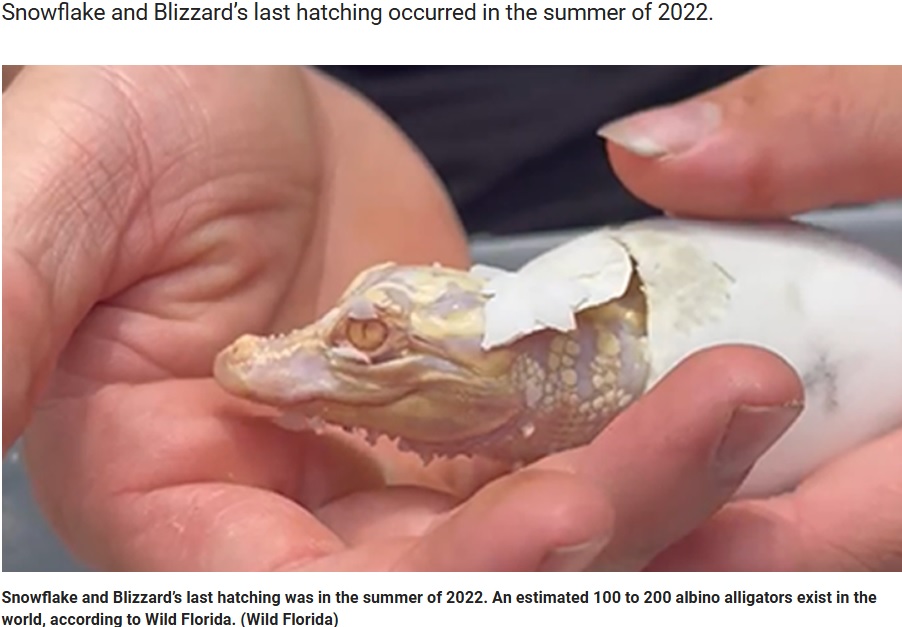 自ら卵の殻を破って誕生したアルビノの赤ちゃんアリゲーター。今後、1か月間の成長を待ってから一般公開される予定だ（『Fox News　「Rare albino alligator hatches in Florida: ‘Estimated 100 to 200 in the world’」（Wild Florida）』より）