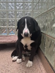 【海外発！Breaking News】動物シェルターに8年ぶりに戻された犬、新しい家族が見つかり“幸せそのもの”の表情に（米）＜動画あり＞
