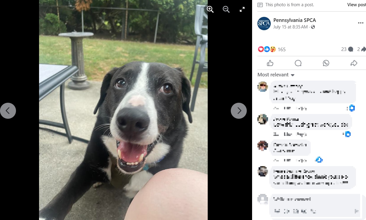新しい家族と一緒で幸せそうなマックス。「私たちの犬全てがマックスのような人生を送れるよう願っています」とサラさんは語っている（『Pennsylvania SPCA　Facebook「Eight years ago, Max was adopted as a puppy.」』より）