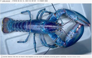 近くで見ると、紫やピンクのような色合いがよく分かる。このロブスターは、“コットン・キャンディ・ロブスター”と呼ばれるグループに属する個体だった（『Popular Science　「One in 100 million cotton candy lobster caught in New Hampshire」（Seacoast Science Center）』より）