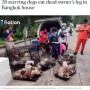【海外発！Breaking News】死亡した飼い主の左脚を食べていた28匹の犬「水や餌もなく劣悪な環境だった」（タイ）＜動画あり＞