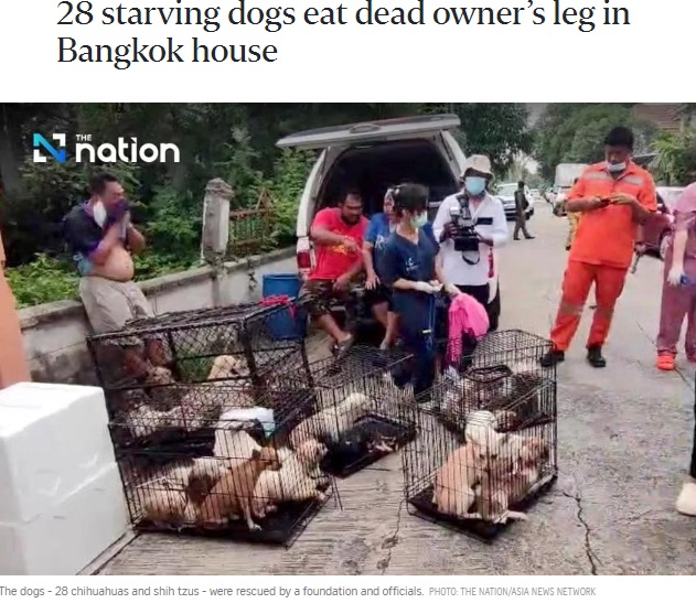 タイのある一軒家で保護された犬たち。餌や水はなく、死亡した飼い主の左脚を食べて生き延びていた（『The Straits Times　「28 starving dogs eat dead owner’s leg in Bangkok house」（PHOTO: THE NATION/ASIA NEWS NETWORK）』より）