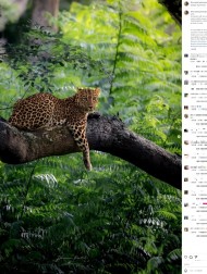 【海外発！Breaking News】瞳がエメラルド＆ゴールドのヒョウ　インドで撮影した写真家「母なる自然の驚異」