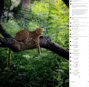 【海外発！Breaking News】瞳がエメラルド＆ゴールドのヒョウ　インドで撮影した写真家「母なる自然の驚異」