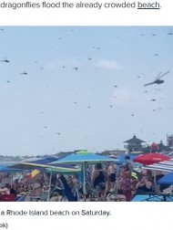 【海外発！Breaking News】ビーチに現れたトンボの大群　おびただしい数に悲鳴（米）＜動画あり＞