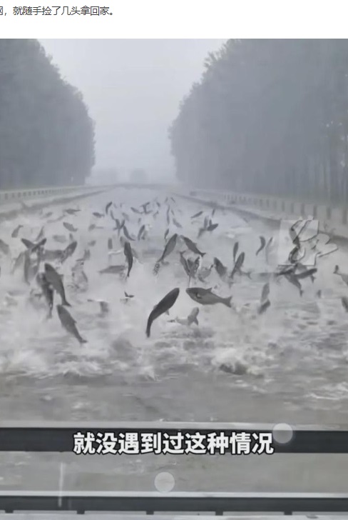 大雨で川に大量の土砂が流れ込んだことで水中の酸素濃度が減少し、酸欠になった魚たちが水面から一斉に飛び出したと考えられている（『手机网易网　「罕见景象！沈阳暴雨中的神奇一刻：男子目睹鱼群跃出水面兴奋不已」』より）