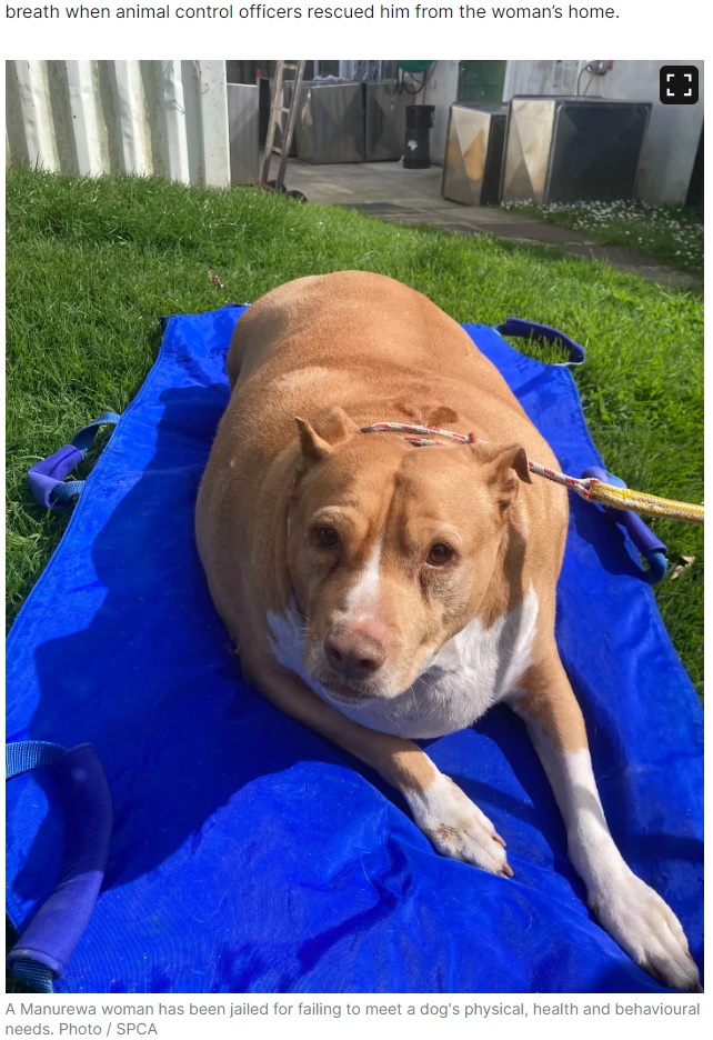 動物虐待防止協会に引き取られ、順調に体重を落としていた犬。しかし、肥満が原因の病気で急死してしまった（『NZ Herald　「Auckland woman jailed after morbidly obese dog Nuggi dies: SPCA says pooch couldn’t walk 10 metres」（Photo / SPCA）』より）