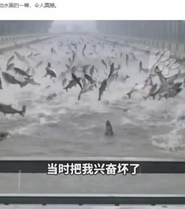 数百という大型魚が一斉に飛び上がり、大量の水しぶきで霧がかかったように見える川の周辺。瀋陽市では珍しい光景だった（『手机网易网　「罕见景象！沈阳暴雨中的神奇一刻：男子目睹鱼群跃出水面兴奋不已」』より）