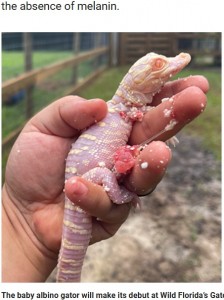 世界にわずか100～200頭しか確認されていないアルビノのアリゲーター。遺伝子欠損の影響で、全身が白い状態で生まれてきた（『Fox News　「Rare albino alligator hatches in Florida: ‘Estimated 100 to 200 in the world’」（Wild Florida）』より）