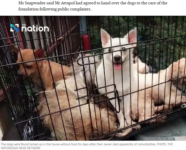 保護されたチワワとシーズーのミックス犬たち。自宅の床は当時、犬の糞とゴミで覆われてひどく汚れており、犬たちは衰弱していた（『The Straits Times　「28 starving dogs eat dead owner’s leg in Bangkok house」（PHOTO: THE NATION/ASIA NEWS NETWORK）』より）