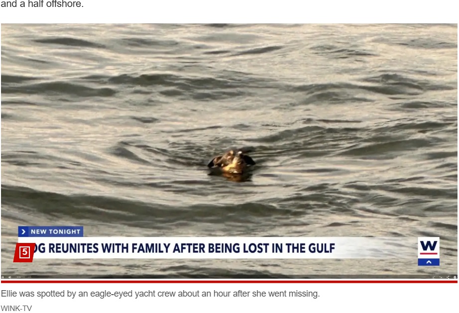 行方不明になってから1時間以上、犬は海を泳ぎ続け助けを求めていた。ディナークルーズのために出航していた船の乗客が、必死に泳いで船を追いかける犬の姿を発見した（『New York Post　「Pooch lost at sea for an hour is found dog paddling for her life more than a mile offshore」（WINK-TV）』より）