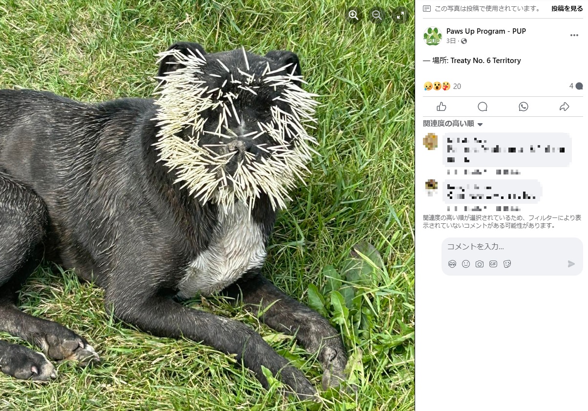 ヤマアラシの針毛は、ブルータスの表情が見えないほどびっしりと刺さっていた（『Paws Up Program - PUP　Facebook「De-quilled and recovering」』より）