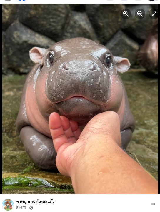 タイの動物園で大人気のコビトカバの赤ちゃん。連日多くの人がカバの姿を一目見ようと訪れる（『ขาหมู แอนด์เดอะแก๊ง Facebook「ตอนนี้ลงคลิปไปมีเบื้องหลังการถ่ายทำหมดเลย นักท่องเที่ยวมาสายๆหน่อยก็ได้นะครับ」』より）