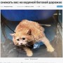 【海外発！Breaking News】体重17キロ！　超肥満の野良猫、減量トレーニングに励む（露）＜動画あり＞