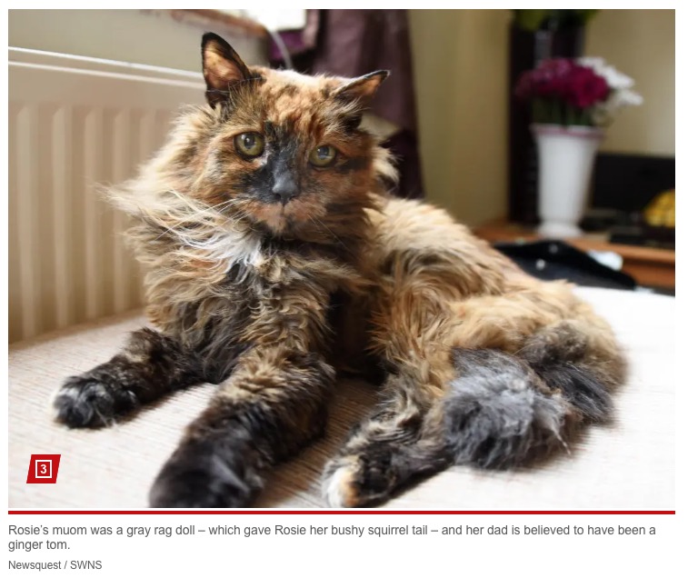 人間でいうと152歳という長寿猫のロージー（『New York Post「World’s oldest cat dead at 33: ‘We had our time together’」（Newsquest / SWNS）』より）