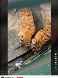 【海外発！Breaking News】動物園でトラの囲いに迷い込んだ絶体絶命の子猫、飼育員により無傷で救出される（マレーシア）＜動画あり＞