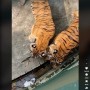 【海外発！Breaking News】動物園でトラの囲いに迷い込んだ絶体絶命の子猫、飼育員により無傷で救出される（マレーシア）＜動画あり＞