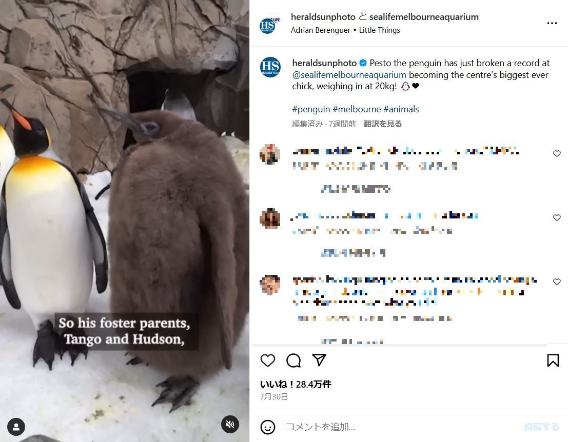 他の大人ペンギンと比べると、圧倒的なその大きさがよく分かる。大人の羽毛に生え変わると少しスリムになるだろうと、飼育員らは考えている（『SEA LIFE Melbourne　Instagram「Pesto the penguin has just broken a record at ＠sealifemelbourneaquarium becoming the centre’s biggest ever chick, weighing in at 20kg!」』より）