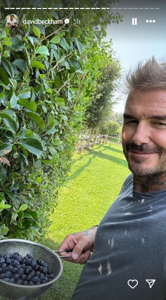 スローベリーを収穫するデヴィッド。庭には大きなベリーの木が並んでいる（『David Beckham　Instagram』より）