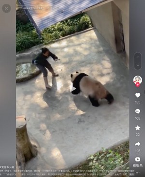 【海外発！Breaking News】動物園でパンダが豹変　来園客の前で飼育員に襲いかかり噛みつく（中国）＜動画あり＞