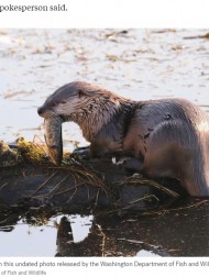 【海外発！Breaking News】桟橋を歩いていた幼子、カワウソに水中に引きずり込まれる　母親も噛まれて軽傷（米）＜動画あり＞